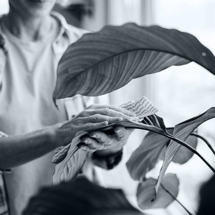 How to clean and care for artificial plants